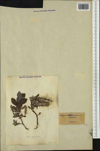 Salix pyrenaica Gouan, Западная Европа (EUR) (Италия)