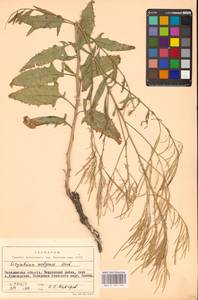 Гулявник волжский M.Bieb. ex E.Fourn., Восточная Европа (без точных пунктов) (E0)