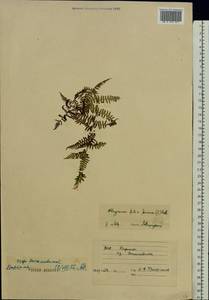 Кочедыжник женский (L.) Roth, Восточная Европа, Западно-Украинский район (E13) (Украина)