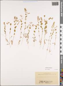 Клоповник пронзеннолистный L., Сибирь, Алтай и Саяны (S2) (Россия)