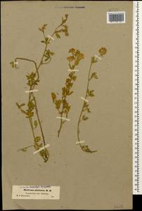 Medicago sativa subsp. glomerata (Balb.) Rouy, Кавказ, Грузия (K4) (Грузия)