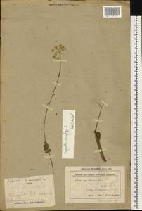 Бедренец камнеломковый, Бедренец-камнеломка L., Восточная Европа, Белоруссия (E3a) (Белоруссия)