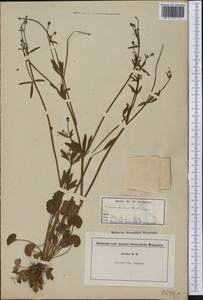 Ranunculus abortivus L., Америка (AMER) (США)