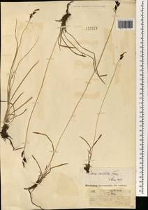 Carex bigelowii subsp. ensifolia (Turcz. ex Gorodkov) Holub, Монголия (MONG) (Монголия)
