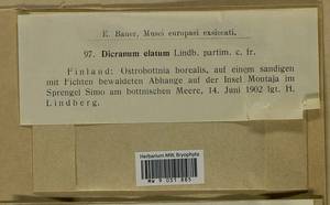 Dicranum drummondii Müll. Hal., Гербарий мохообразных, Мхи - Западная Европа (BEu) (Финляндия)