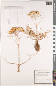 Prangos gaubae (Bornm.) Herrnst. & Heyn, Зарубежная Азия (ASIA) (Иран)