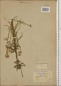 Наголоватка предкавказская (Sosn.) Iljin, Кавказ, Краснодарский край и Адыгея (K1a) (Россия)