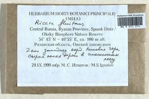 Riccia fluitans L., Гербарий мохообразных, Мхи - Центральное Нечерноземье (B6) (Россия)