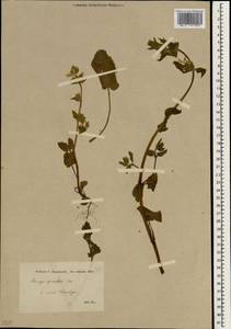 Stachys spinulosa Sm., Зарубежная Азия (ASIA) (Турция)