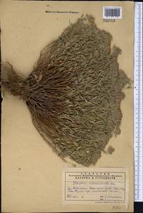 Зизифора пахучковидная Lam., Средняя Азия и Казахстан, Западный Тянь-Шань и Каратау (M3) (Казахстан)