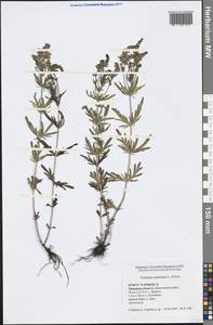 Вероника австрийская L., Восточная Европа, Центральный лесостепной район (E6) (Россия)