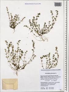 Scleranthus annuus subsp. polycarpos (L.) Thell., Кавказ, Краснодарский край и Адыгея (K1a) (Россия)