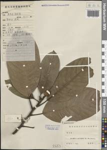 Magnolia balansae Aug.DC., Зарубежная Азия (ASIA) (КНР)