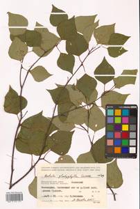 Betula pendula subsp. mandshurica (Regel) Ashburner & McAll., Сибирь, Дальний Восток (S6) (Россия)