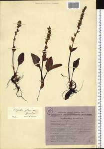 Lagotis glauca subsp. minor (Willd.) Hultén, Сибирь, Чукотка и Камчатка (S7) (Россия)