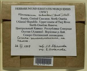 Pleurozium schreberi (Willd. ex Brid.) Mitt., Гербарий мохообразных, Мхи - Северный Кавказ и Предкавказье (B12) (Россия)