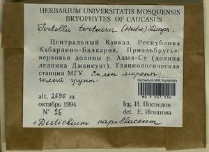 Distichium capillaceum (Hedw.) Bruch & Schimp., Гербарий мохообразных, Мхи - Северный Кавказ и Предкавказье (B12) (Россия)