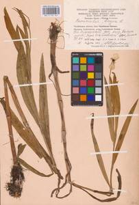 Лютик длиннолистный L., Восточная Европа, Восточный район (E10) (Россия)