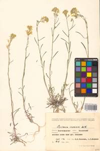 Желтушник развесистый Ehrh., Восточная Европа, Нижневолжский район (E9) (Россия)