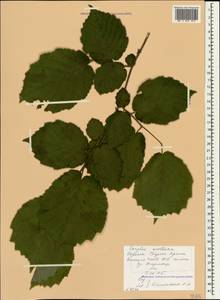 Орешник обыкновенный, Лещина обыкновенная L., Крым (KRYM) (Россия)