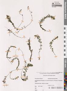 Пузырчатка средняя  Hayne, Сибирь, Якутия (S5) (Россия)