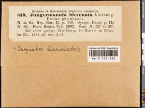 Isopaches bicrenatus (Schmidel ex Hoffm.) H. Buch, Гербарий мохообразных, Мхи - Западная Европа (BEu) (Германия)