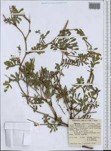 Tephrosia pumila (Lam.)Pers., Африка (AFR) (Эфиопия)
