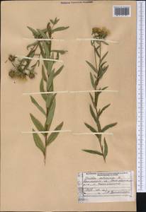 Pentanema salicinum subsp. salicinum, Сибирь, Дальний Восток (S6) (Россия)