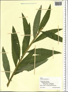 Jacobaea paludosa subsp. paludosa, Восточная Европа, Западный район (E3) (Россия)