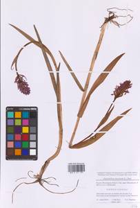 Пальчатокоренник мясо-красный (L.) Soó, Восточная Европа, Московская область и Москва (E4a) (Россия)