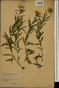 Pentanema ensifolium (L.) D. Gut. Larr., Santos-Vicente, Anderb., E. Rico & M. M. Mart. Ort., Кавказ, Ставропольский край, Карачаево-Черкесия, Кабардино-Балкария (K1b) (Россия)