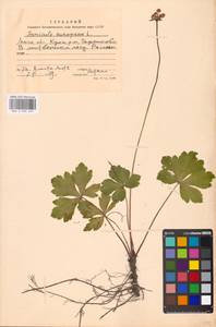 Подлесник европейский L., Восточная Европа, Московская область и Москва (E4a) (Россия)
