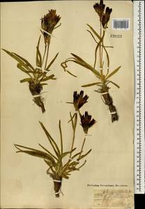 Горечавка лежачая L.fil., Монголия (MONG) (Монголия)