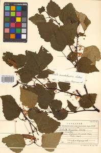 Betula pendula subsp. mandshurica (Regel) Ashburner & McAll., Сибирь, Дальний Восток (S6) (Россия)
