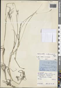 Бородач обыкновенный (L.) Keng, Кавказ, Северная Осетия, Ингушетия и Чечня (K1c) (Россия)