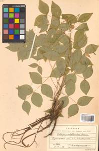 Горошек кругловатый (Maxim.) Czefr., Сибирь, Дальний Восток (S6) (Россия)