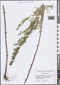 Полынь эстрагон L., Восточная Европа, Московская область и Москва (E4a) (Россия)