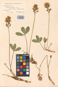 Вахта трехлистная L., Восточная Европа, Московская область и Москва (E4a) (Россия)