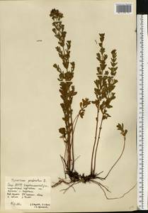 Зверобой продырявленный L., Восточная Европа, Восточный район (E10) (Россия)