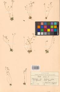 Крупка весенняя L., Восточная Европа, Центральный район (E4) (Россия)