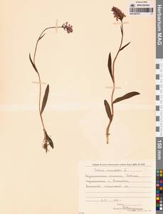 Пальчатокоренник пятнистый (L.) Soó, Восточная Европа, Северный район (E1) (Россия)