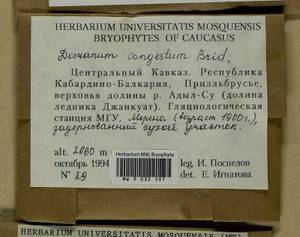 Dicranum flexicaule Brid., Гербарий мохообразных, Мхи - Северный Кавказ и Предкавказье (B12) (Россия)