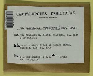 Campylopus introflexus (Hedw.) Brid., Гербарий мохообразных, Мхи - Австралия (BAu) (Новая Зеландия)