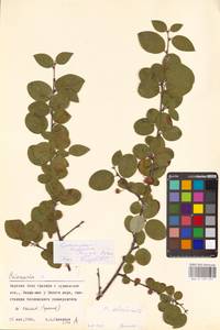 Кизильник рыхлоцветковый (J.Jacq.) Lindl., Восточная Европа, Северный район (E1) (Россия)