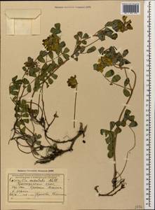 Coronilla orientalis, Кавказ, Краснодарский край и Адыгея (K1a) (Россия)