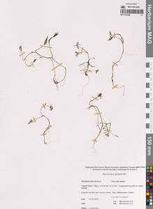 Лютик Гмелина DC., Сибирь, Чукотка и Камчатка (S7) (Россия)