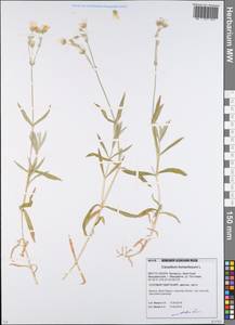 Cerastium tomentosum L., Восточная Европа, Белоруссия (E3a) (Белоруссия)