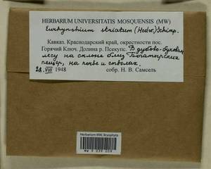 Eurhynchium striatum (Schreb. ex Hedw.) Schimp., Гербарий мохообразных, Мхи - Северный Кавказ и Предкавказье (B12) (Россия)