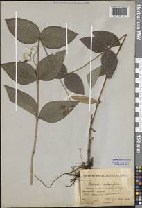 Ломонос цельнолистный L., Восточная Европа, Центральный лесостепной район (E6) (Россия)