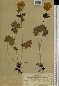 Купальница Ридера Fisch. & C. A. Mey., Сибирь, Чукотка и Камчатка (S7) (Россия)